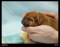 Staffordshire Bull Terrier - litter A