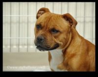 Staffordshire Bull Terrier - litter A