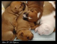 Staffordshire Bull Terrier - litter A