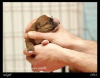 Staffordshire Bull Terrier - litter A