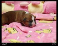 Staffordshire Bull Terrier - litter A