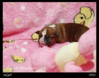 Staffordshire Bull Terrier - litter A