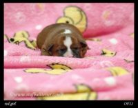 Staffordshire Bull Terrier - litter A