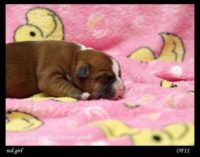 Staffordshire Bull Terrier - litter A