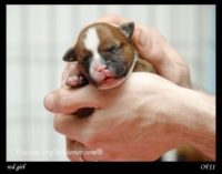 Staffordshire Bull Terrier - litter A