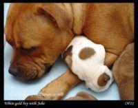 Staffordshire Bull Terrier - litter A