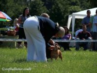 Staffordshire Bull Terrier 2011
