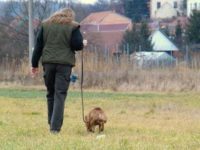 Staffordshire Bull Terrier 2011