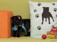 Staffordshire Bull Terrier - litter D