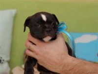 Staffordshire Bull Terrier - litter D