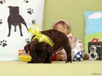 Staffordshire Bull Terrier - litter D