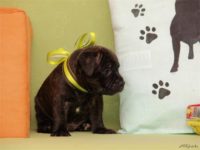 Staffordshire Bull Terrier - litter D