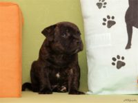 Staffordshire Bull Terrier - litter D