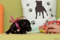 Staffordshire Bull Terrier - litter D