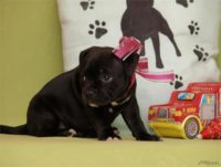 Staffordshire Bull Terrier - litter D