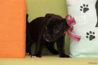 Staffordshire Bull Terrier - litter D