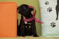 Staffordshire Bull Terrier - litter D