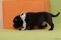 Staffordshire Bull Terrier - litter D