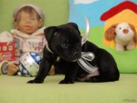 Staffordshire Bull Terrier - litter D