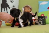 Staffordshire Bull Terrier - litter D