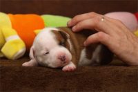 Staffordshire Bull Terrier - litter C