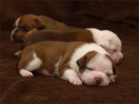 Staffordshire Bull Terrier - litter C