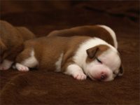 Staffordshire Bull Terrier - litter C