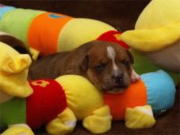 Staffordshire Bull Terrier - litter C