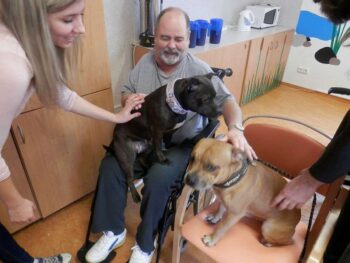 Canisterapie Stafordšírských bulteriérů 25 Canisterapie Stafordšírských bulteriérů stafordšírský bulteriér canisterapie