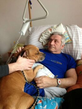 stafordšírský bulteriér canisterapie