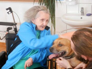 stafordšírský bulteriér canisterapie