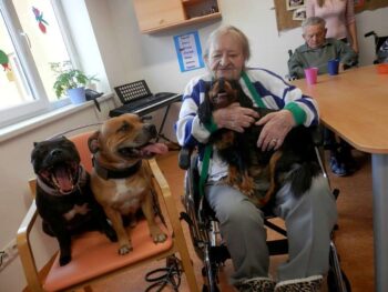 stafordšírský bulteriér canisterapie