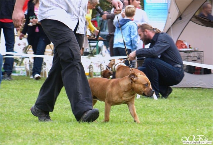 Staffordshire Bull Terrier 2012