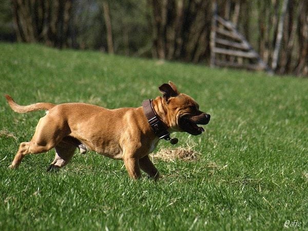 Staffordshire Bull Terrier 2012