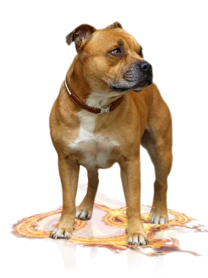 Červený stafík s bílými znaky stojící na podlaze s ohnivým efektem. Staffordshire bull terrier males 
