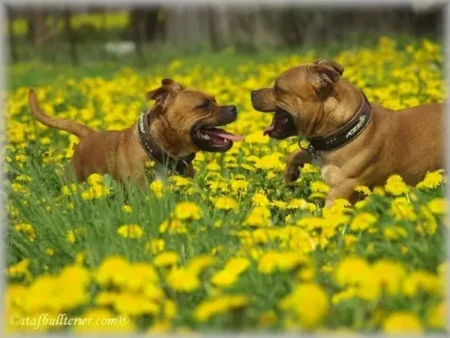 Staffordshire Bull Terrier 2011