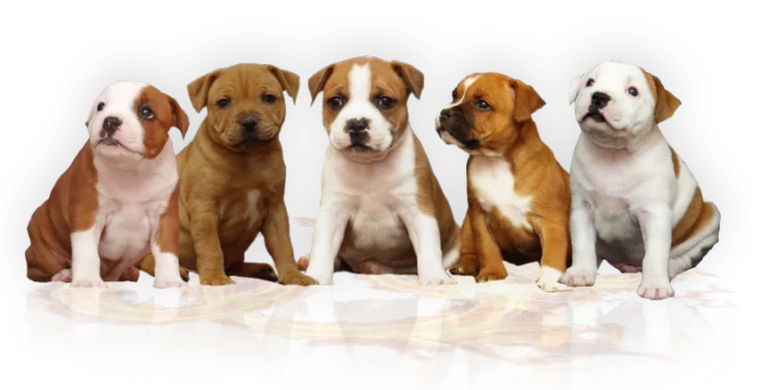 pups 1