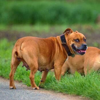 quatma12 1 e1775214390358