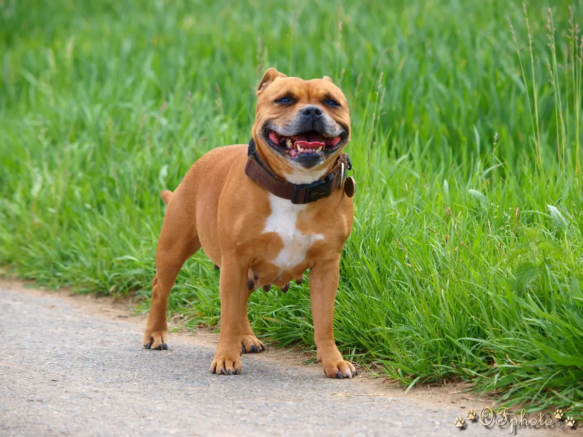Stafbul