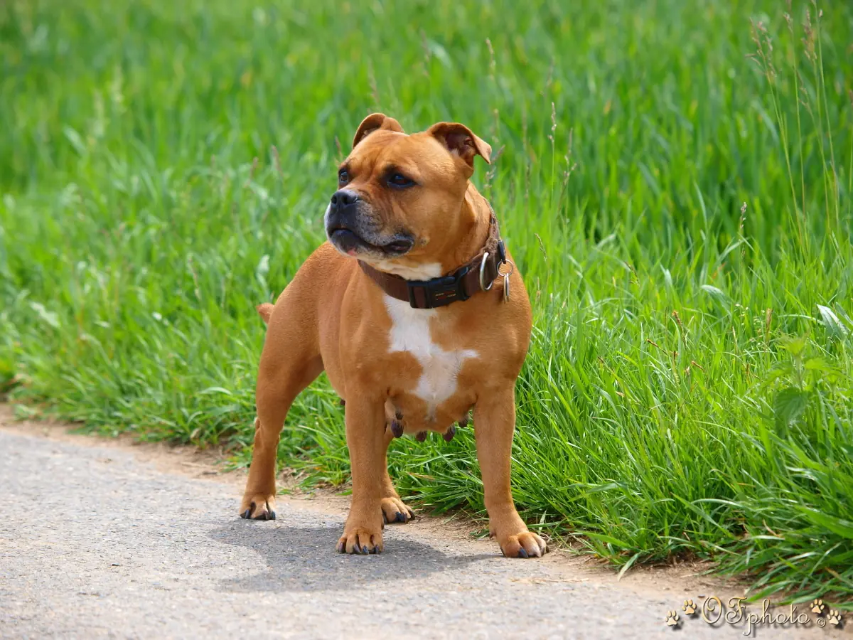Stafbul