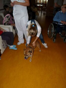 Canisterapie Stafordšírských bulteriérů 17 Canisterapie Stafordšírských bulteriérů stafordšírský bulteriér canisterapie