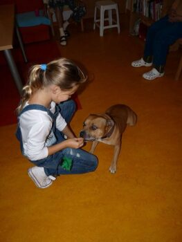 Canisterapie Stafordšírských bulteriérů 14 Canisterapie Stafordšírských bulteriérů stafordšírský bulteriér canisterapie