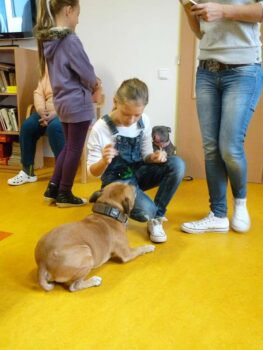 Canisterapie Stafordšírských bulteriérů 11 Canisterapie Stafordšírských bulteriérů stafordšírský bulteriér canisterapie