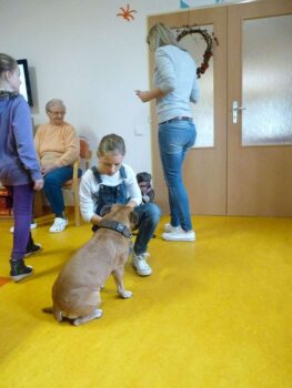 stafordšírský bulteriér canisterapie