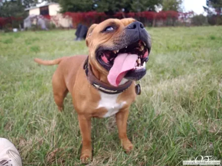 stafforshire_bull_terrier_de_orphanus29