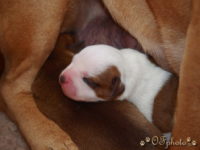 Staffordshire Bull Terrier - litter G