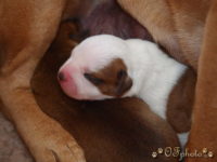 Staffordshire Bull Terrier - litter G