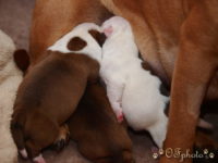 Staffordshire Bull Terrier - litter G