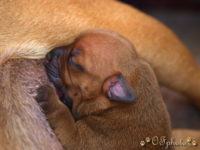 Staffordshire Bull Terrier - litter G
