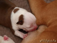 Staffordshire Bull Terrier - litter G